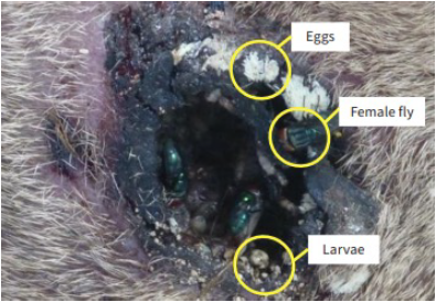 Photo of the different life stages of New World screwworm on an infested host (USDA APHIS-25-028, April 2025)