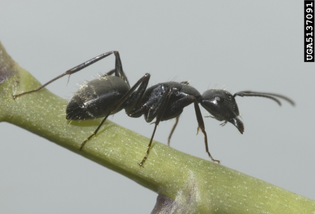 Carpenter Ant