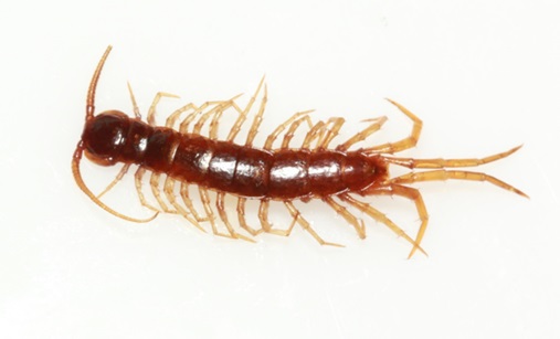 brown centipede