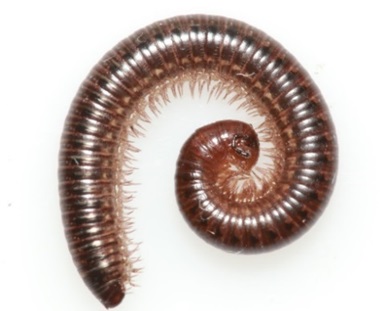 millipede