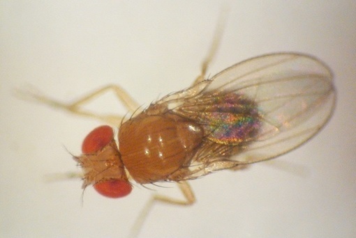 Fruit Fly