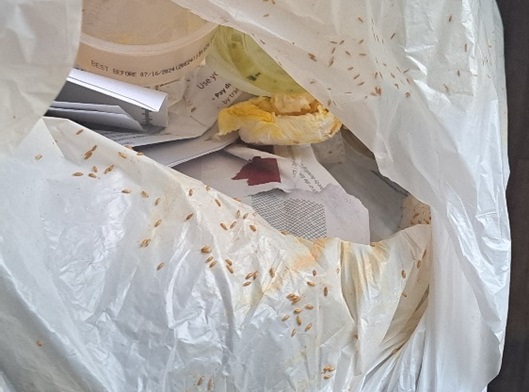 Pupae of fruit flies on trash bag