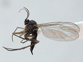 fungus gnat