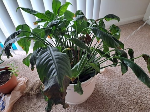 houseplant with moist soil