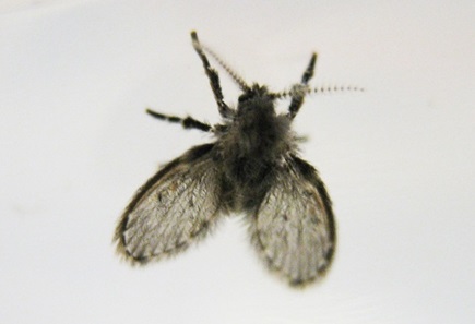 drain fly