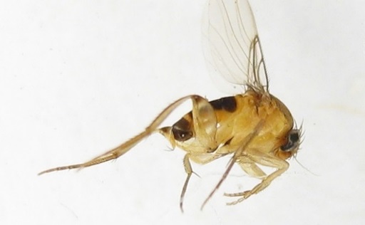 phorid fly, aka "humpbacked fly"