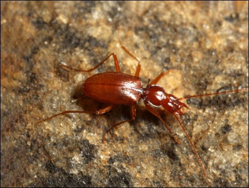 surprising cave beetle