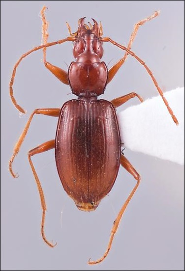 A mounted adult Pseudanophthalmus beetle