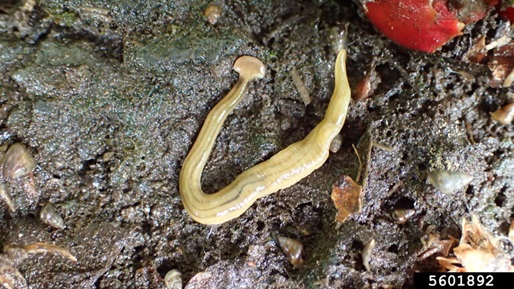 hammerhead worm