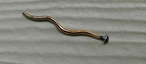 hammerhead worm crawling on wall