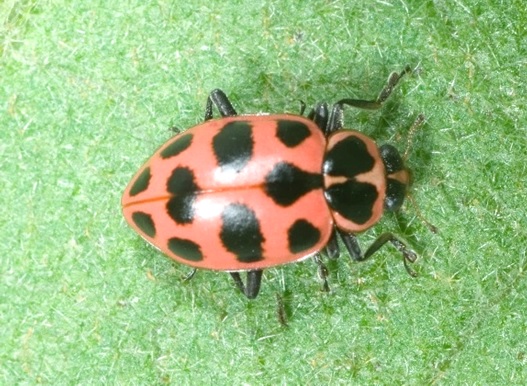 Figure 1. PSLB is a common and important predator of agricultural pests.