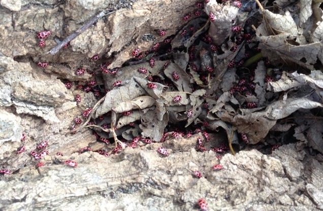 Figure 2. A typical PSLB overwinter site after leaf litter has been disturbed to expose the aggregation.