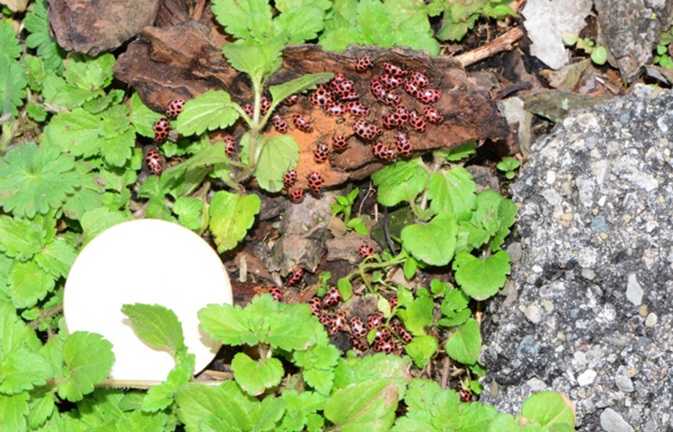 Figure 3. PSLB overwintering site underneath bark and is association with winter annual plants. Diameter of white disk is 1.5 inches.