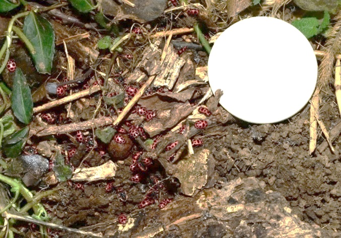 Figure 4. Overwinter location of PSLB underneath plants and other debris. White disk is 1.5 in. diameter.