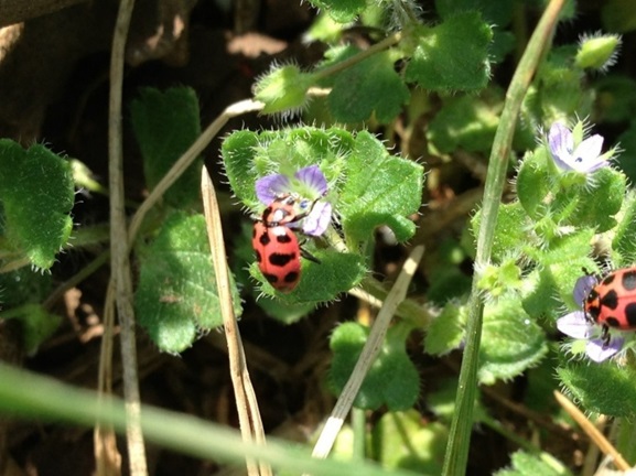Figure 5. PSLB feeding on ivyleaf speedwell in late winter.