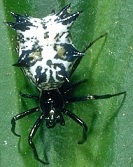 Orb Weaver