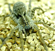 Wolf Spider